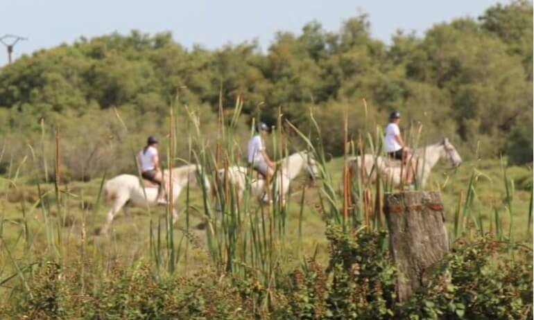 Image Immersion in Camargue